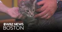 Bonded 4-month old kittens up for adoption through The Cat Connection in Massachusetts