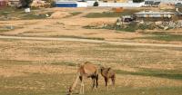 Israel earmarked Negev land for Bedouin. Now it may sell it off