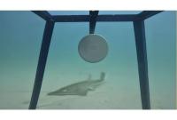 Researchers spot critically endangered Smoothnose Wedgefish in Bahrain