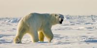 These are the 6 biggest bears on Earth