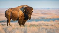 Mexico reintroduced 47 bison in 2025 after more than 100 years: Just months later, the ecosystem is restoring itself