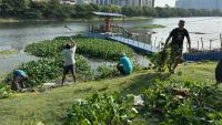 Perungudi residents wade in as water hyacinth returns to the lake after 10 years