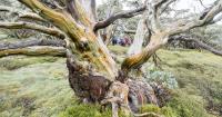 Citizen scientists join fight to save Snowy Mountains’ snow gums