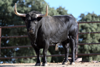 Tragic twist after Spanish farmer survives attack by his own bull