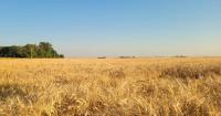 Monette Farms restructuring update: Crop insurance dispute and U.S. land deal