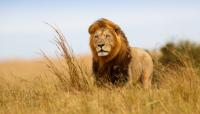 In Kenya's Maasai Mara, electric safari trucks are changing the sound of the wild