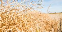 Focus on flexible weed control with TruFlex canola