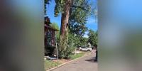 Wildlife officers rescue bear from tree in Denver neighborhood