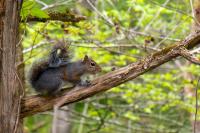 Tennessee Squirrel Season going on Now