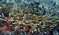 Rare sighting of endangered coral species in SVG
