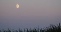 Barany in the garden: Gardening by the moon: Ancient tradition meets modern science