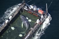 German scientists enduring months of hate after stranded whale dies
