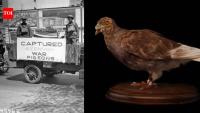 A German pigeon began life as a WWI messenger, was captured in France, crossed the Atlantic and became a US military hero