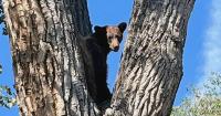 Bear spotted in Denver's Platt Park neighborhood as Colorado reports surge in sightings