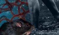 Manila leptospirosis cases reach ‘epidemic’ levels – health officer