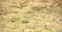 As Minnesota drought conditions worsen, relief remains uncertain