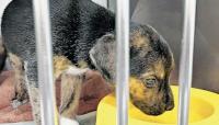 Valencia County pet owners no longer to pay license fees