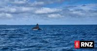 Questions swirl after NZ church delegates' unlicensed whale-watching boat capsizes in Tonga