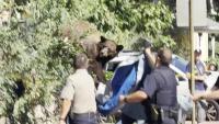 Bear in Denver falls out of tree after being tranquilized by CPW, police