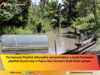 Papua New Guinea ‘Lost Fish’ rediscovered with help from local communities