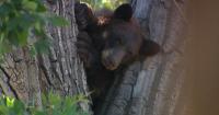 Wildlife agents remove bear from city neighborhood after it climbed a tree