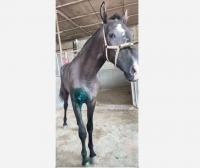 Horse recovering after alleged stabbing caught on stable CCTV