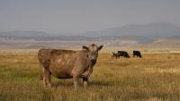 South Dakota drought pushes cattle off pasture early as hay, forage supplies shrink