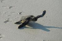 In Kenya, fishers who once killed sea turtles now call in rescues: 'We've become conservationists'