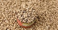 ‘Poop pills’ may point to new peanut allergy treatment, study finds