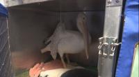 LSU wildlife hospital will hit record number of cases while operating out of three small rooms