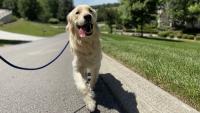 Jacksonville rescue dog beats rare fungal disease as owner warns Florida pet owners