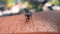 Dengue & Chikungunya Season: The Do’s and Don’ts Every Senior Should Know