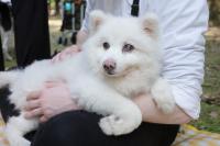 Why We Gave Our Dog The Taiwanese Traditional Pet Funeral She Deserved