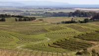 Vineyard Resting Rebate to launch for a fourth time in South Australia next month