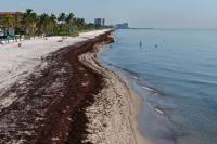 Miami Beaches Buried in Seaweed Despite $3 Million Cleanup Bill