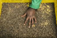 Kenyan farmers turn to bugs as organic demand grows