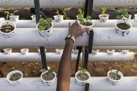 Kenyan farmers turn to worms as soils degrade