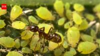 Invasive Argentine ants are defending other pests in California's citrus groves and vineyards, troubling farmers and leaving natives hungry