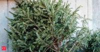 In 2021, Alabama started turning discarded Christmas trees into sand dunes: How old festive trees are now helping protect Gulf Coast beaches