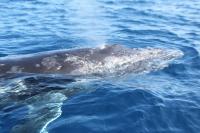 Boat that sank with Anglican delegates in Tonga was unlicensed, Tourism Ministry says