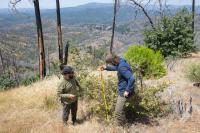 Bigger, hotter fires are slowly erasing America’s great forests