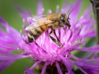 Glacier retreat could harm bees: Swiss research