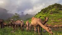 Oman to host ICESCO delegation to advance dialogue, cultural diplomacy
