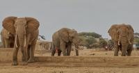 Four arrested as Elephant deaths in Kenya’s Amboseli ecosystem rise to 18