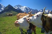 Rick Steves: Peak experiences in Alpine Europe