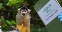 Penguins and capybaras among 10,000 animals on scales for London zoo weigh-in