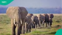 4 people arrested over poisoning of 18 elephants in Kenya's Amboseli National Park
