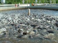 Khyber Aquaculture, J&K govt train trout farmers