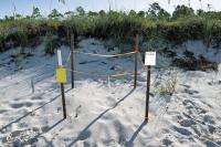 Florida loggerheads top 13,800 nests, but habitat threats could unravel decades of progress