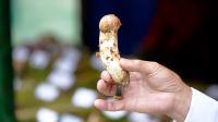 Community Mushroom Management Plan helps sustain growing Matsutake trade in Genye